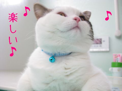 楽しいで！