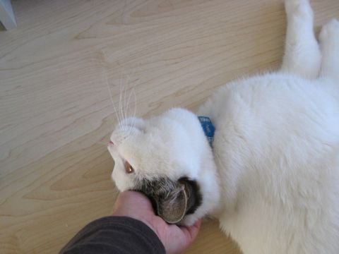 ごろすりもち