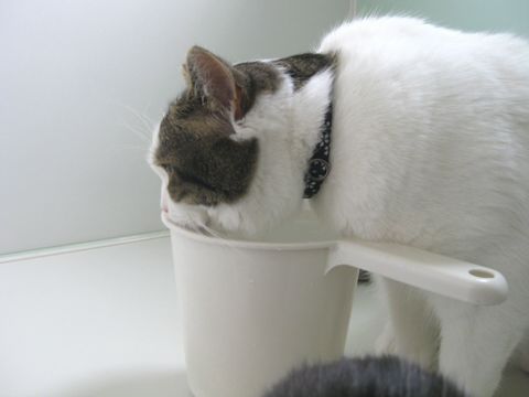 お水うまうま