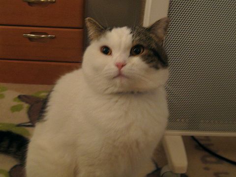 丸々もち