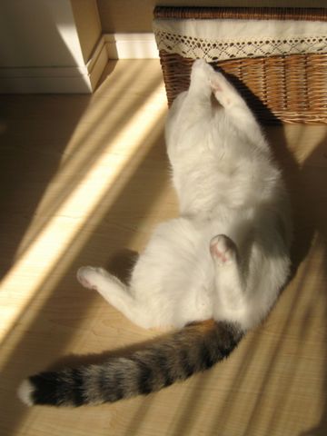 爪引っかけ