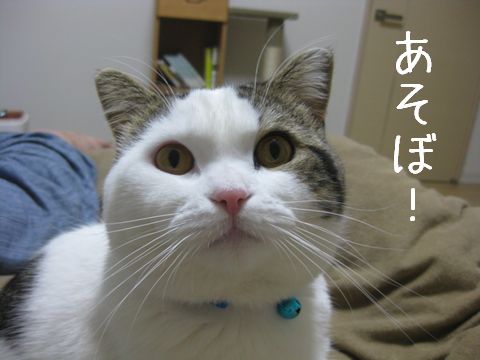 あそぼ！