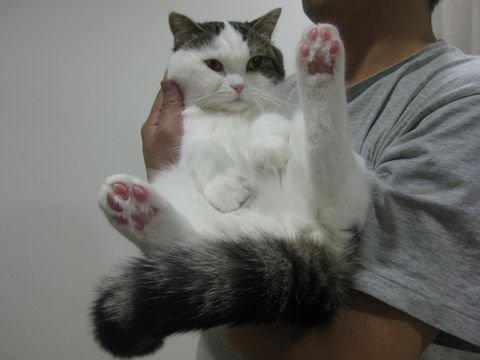 少しなら抱っこしてもいいよ