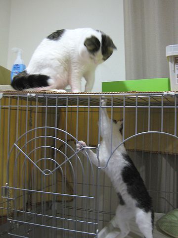 めいの先制