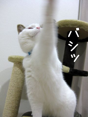 手が出た！