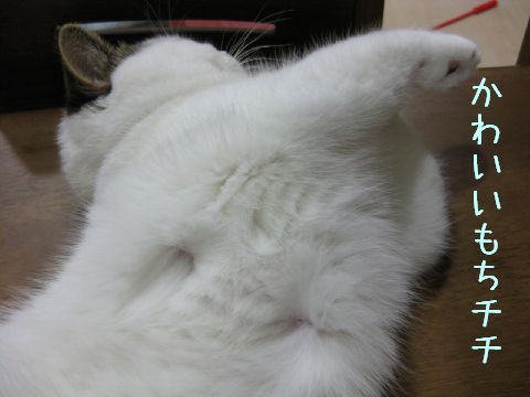 もちチチ