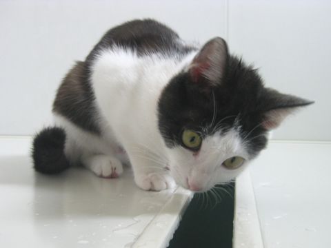 やっぱり中が気になる