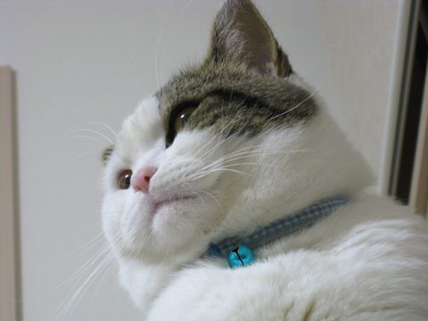 プクプク