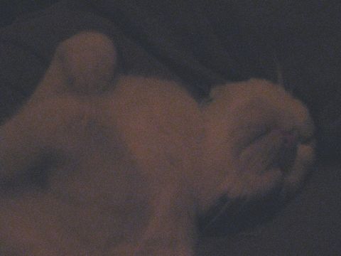 夜中のもち1