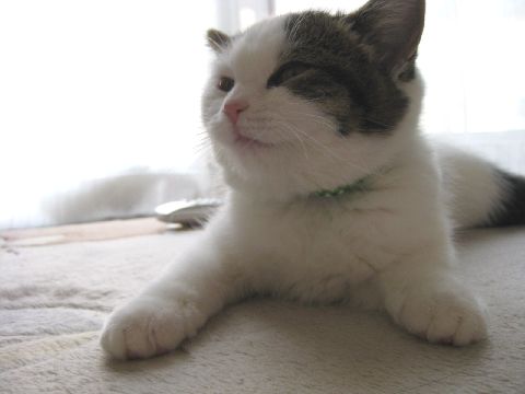 寝起きのねこ