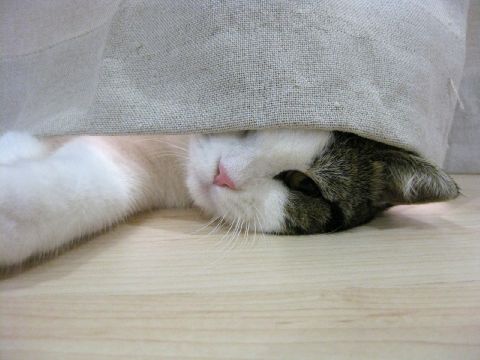 カーテン裏から