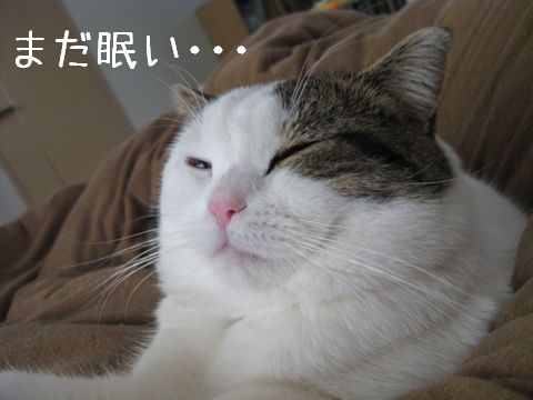 眠い・・・