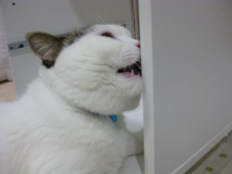 いい噛み心地