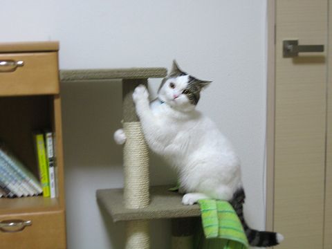 爪とぎ2