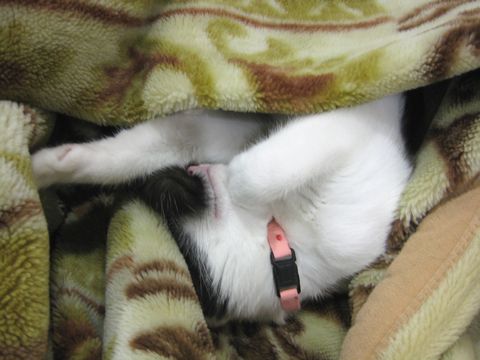 見ちゃいやん