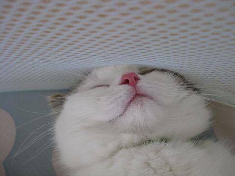 遊び疲れて寝るネコ2