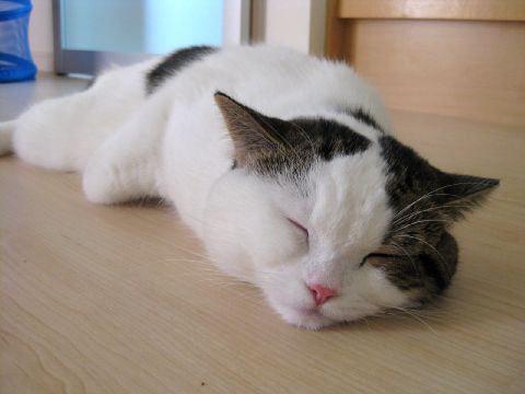 べちゃりすぎ