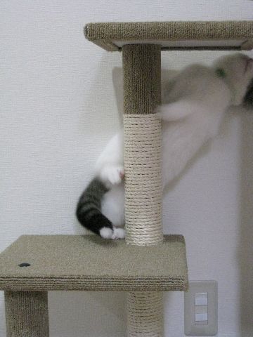 タワーで遊ぶ猫2