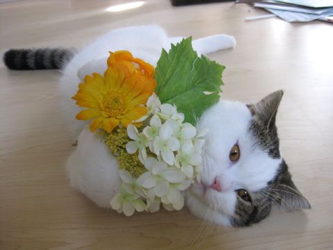 おめでとう！