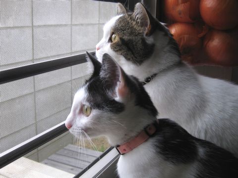 何かに興味津々