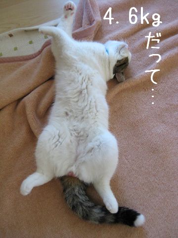 巨体？！