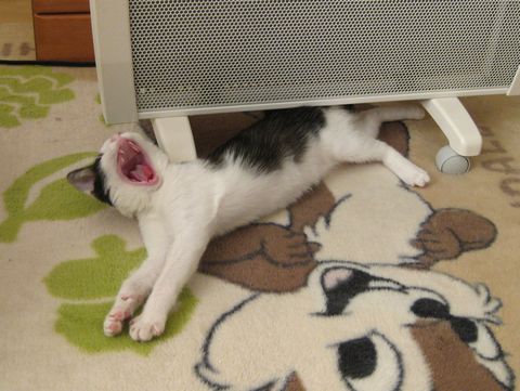 大あくび