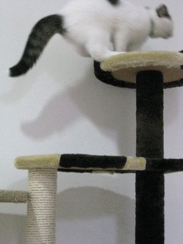 タワーで遊ぶ猫3