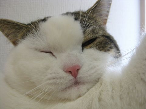 顔でかっ！