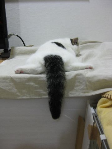 しっぽだれ～ん