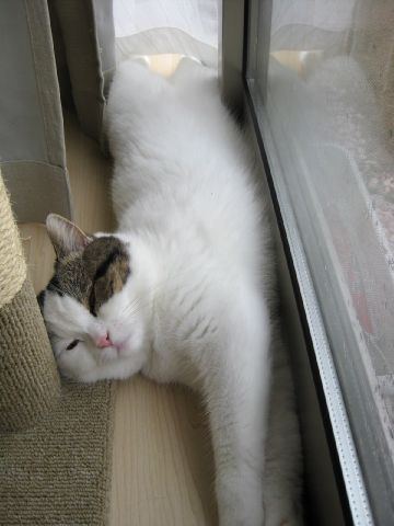 寝ちゃった