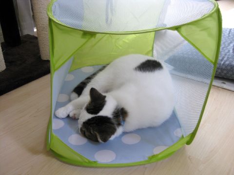 床とあんま変わらない