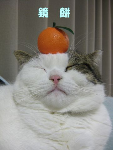 鏡もちだ！