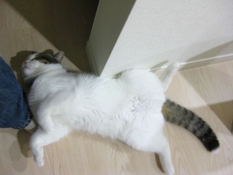もちの開き