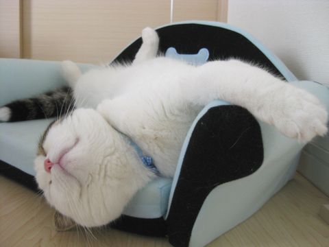 頭落ちてるよ