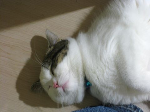 寝てるし・・・