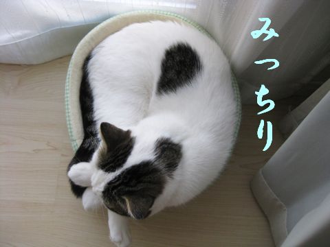 みっちり