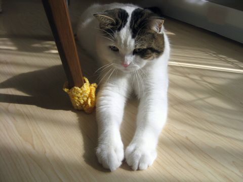 手びよーん