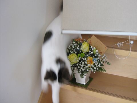 ぴょーん