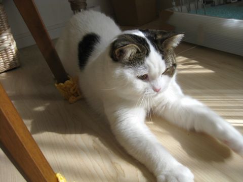 捕まえたい！