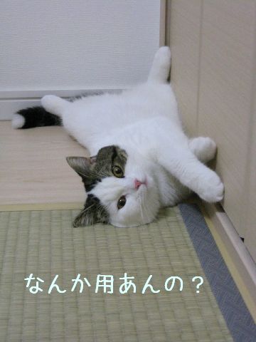 明るくてもおっぴろげ