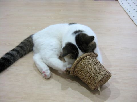 カゴ覗き