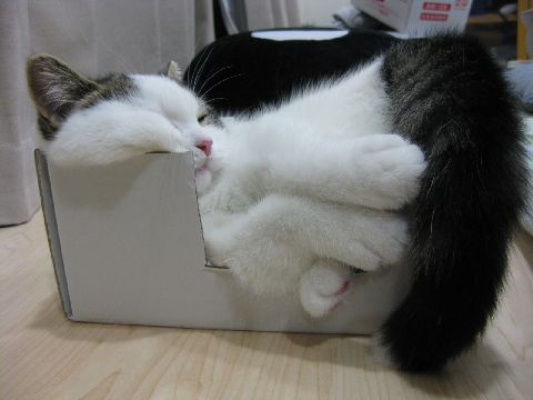 箱に入って寝るネコ1