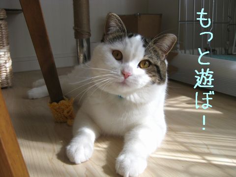 まだ足りない