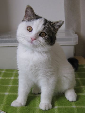 かわいくポーズ
