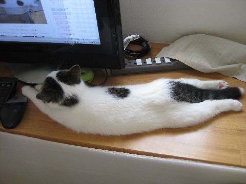 伸びてPCチェック