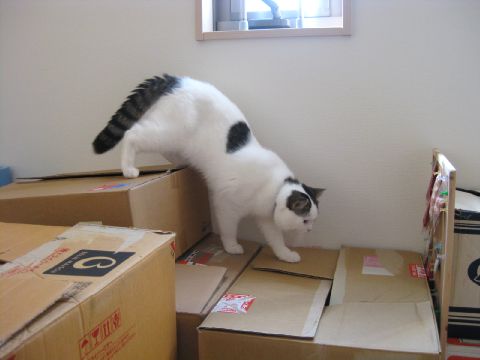 探検隊