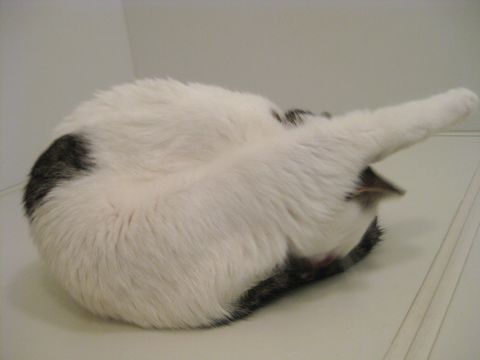 短い足ぴーん！