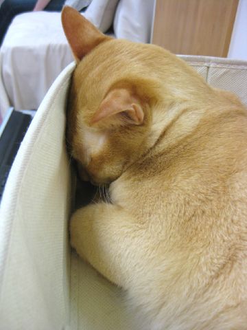 セナくん