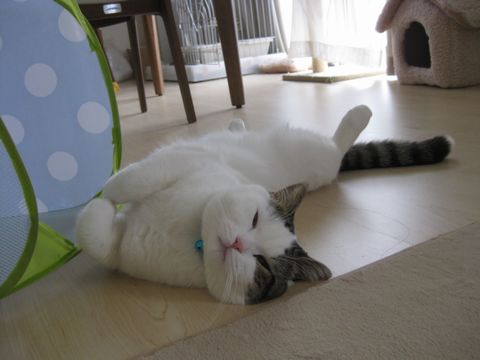 おっぴろげ～