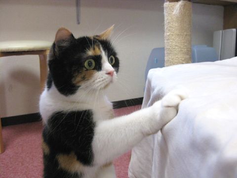 マルちゃん